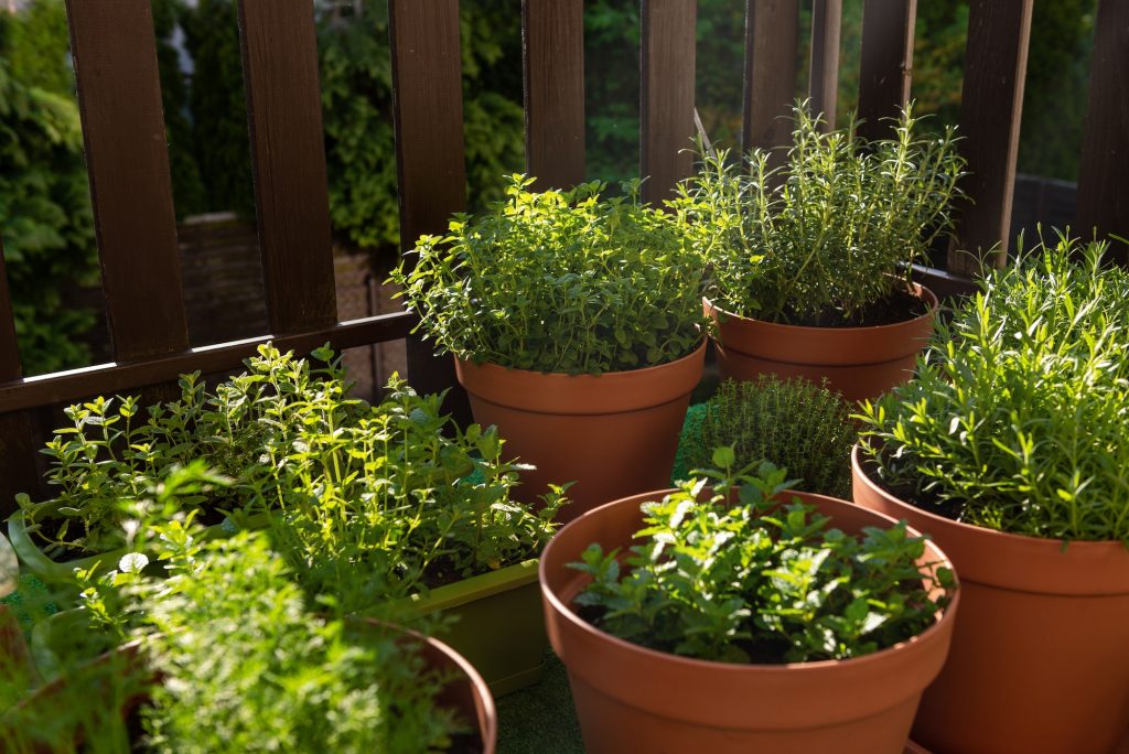 Container Gardening Ideas: A Guide to Maximizing Your Garden’s Potential