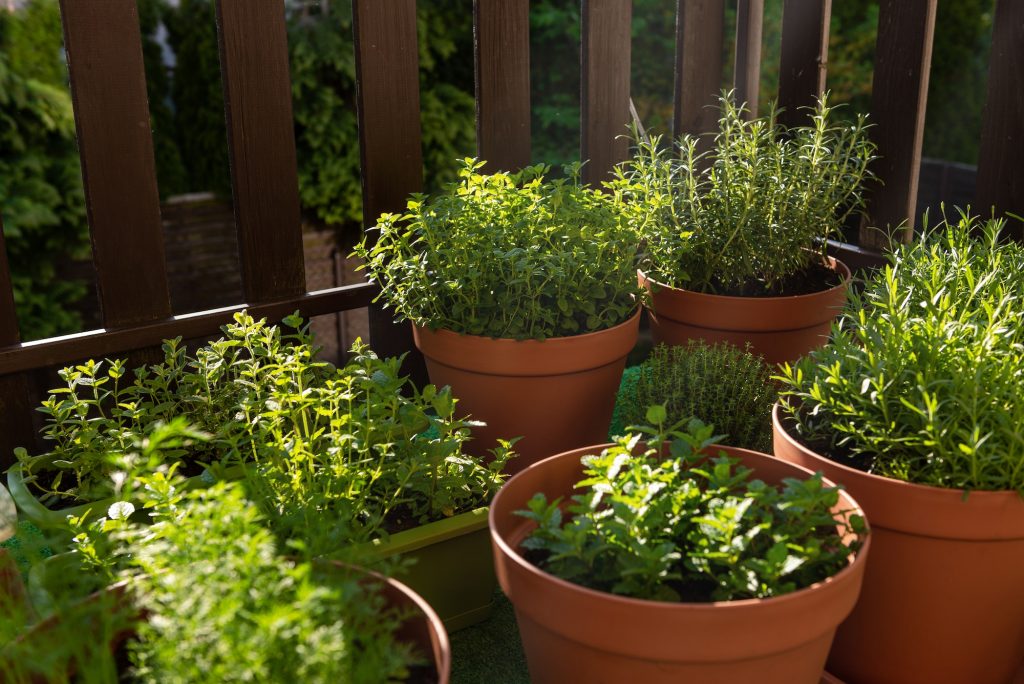 Container Gardening Ideas: A Guide to Maximizing Your Garden’s Potential Container Gardening Ideas: A Guide to Maximizing Your Garden’s Potential