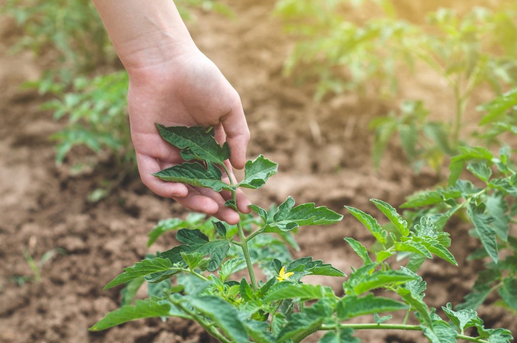 Adding Biodiversity to Your Garden: A Guide to Creating a Thriving Ecosystem