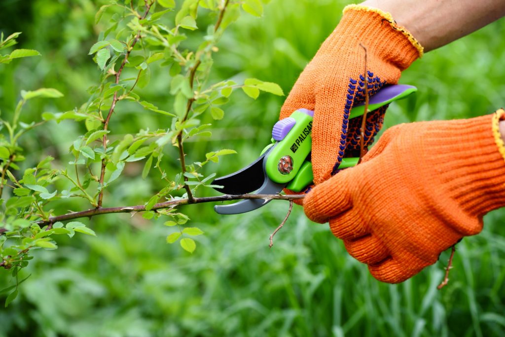 The Art of Pruning: A Comprehensive Guide