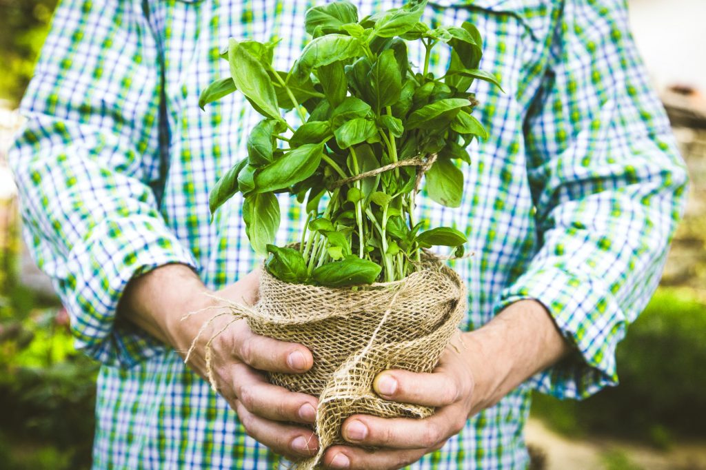 5 Best Herbs to Grow Indoors for Fresh Flavor