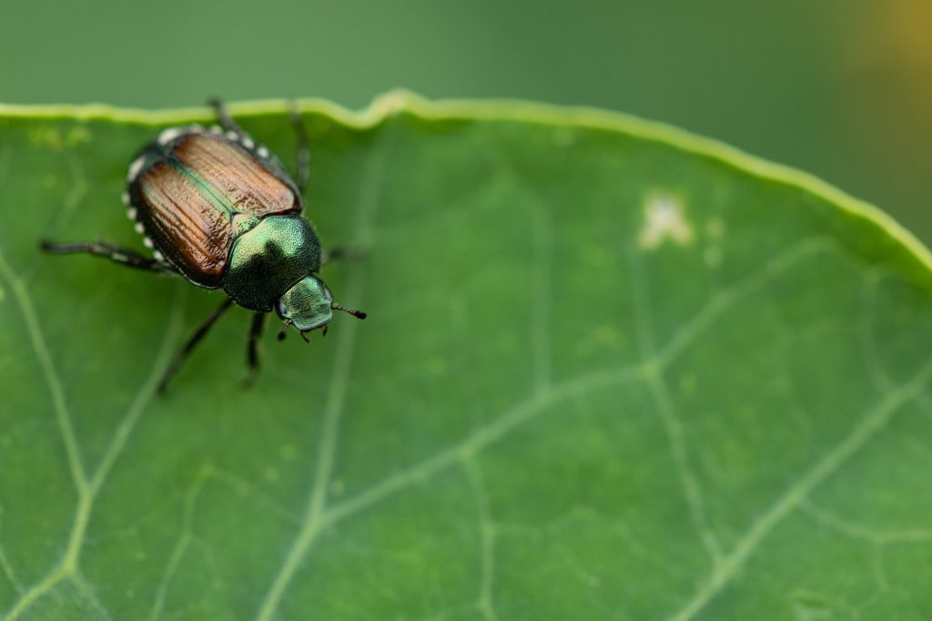 10 Common Garden Pests and How to Deal with Them