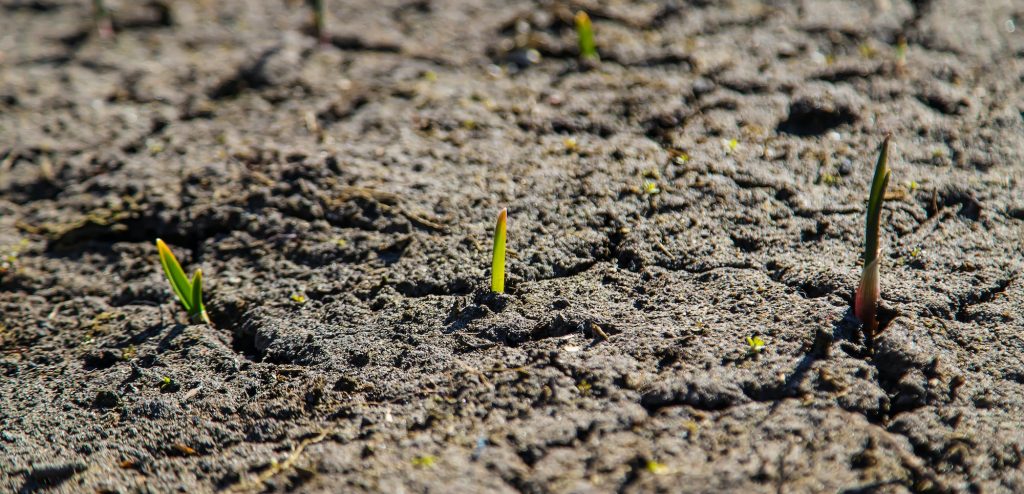 How to Create a Drought-Resistant Garden